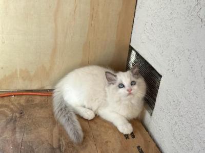 Precious Ragdoll Girl - Ragdoll - Gallery Photo #1