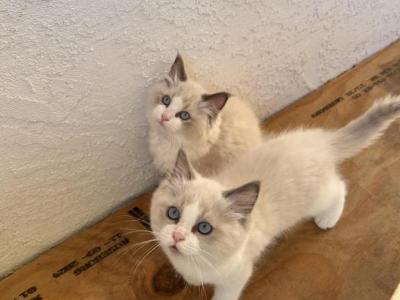 Sweet Ragdoll Babies - Ragdoll - Gallery Photo #1