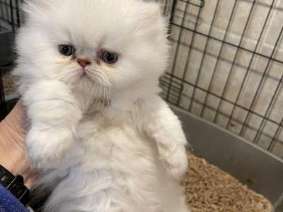 Oreo - Persian - Gallery Photo #1