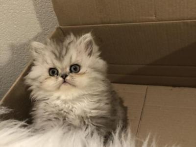 Abby - Persian - Gallery Photo #1
