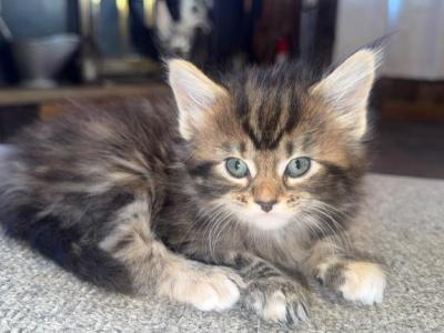Yellow Female - Maine Coon - Gallery Photo #1