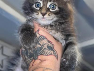 MaleMaineCoon - Maine Coon - Gallery Photo #1