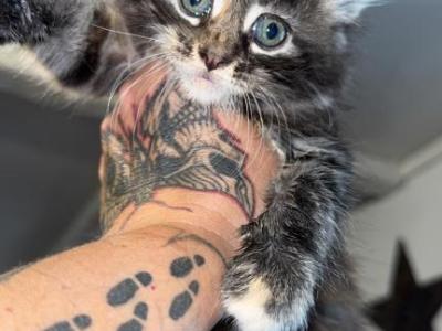 Pink Female - Maine Coon - Gallery Photo #1