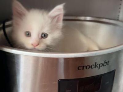 LightBlueFemale - Maine Coon - Gallery Photo #1