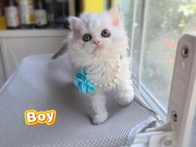 Ponpon - Selkirk Rex - Gallery Photo #1