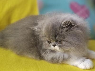 Blue Bicolor Male - Persian - Gallery Photo #1