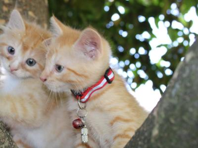 CreamPuff - Domestic - Gallery Photo #1