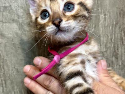 Brown Female Pink Collar - Bengal - Gallery Photo #1