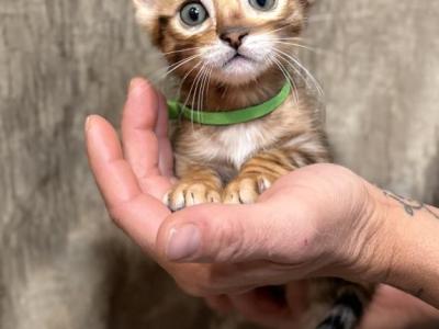 Brown Male Green Collar - Bengal - Gallery Photo #1