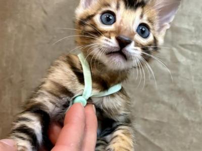 Brown Female Seafoam Collar - Bengal - Gallery Photo #1
