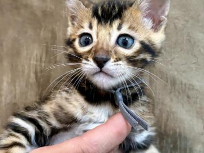 Brown Male Gray Collar - Bengal - Gallery Photo #1