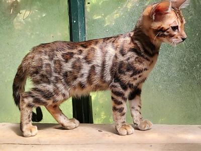Leia's Brown Girl With A T - Bengal - Gallery Photo #1