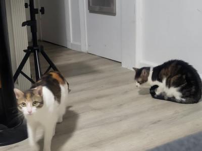 Ruby - Domestic - Gallery Photo #1
