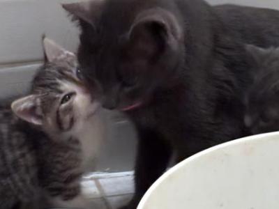 Luna And Twyla - Russian Blue - Gallery Photo #1
