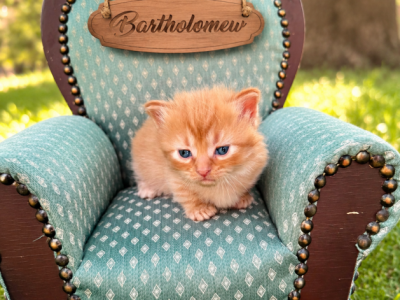Bartholomew - Munchkin - Gallery Photo #1