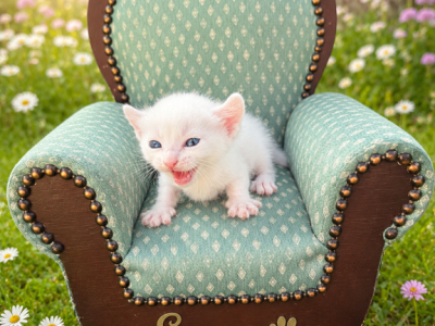 Enzo - Munchkin - Gallery Photo #1