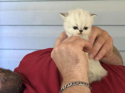Blaze - Persian - Gallery Photo #1