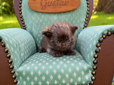 Gustav - Munchkin - Gallery Photo #1