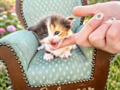 Calypso - Munchkin - Gallery Photo #1