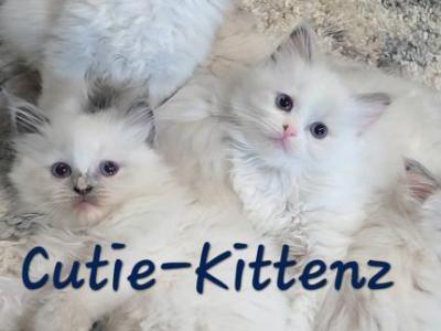 Skylar's Babies - Ragdoll - Gallery Photo #1
