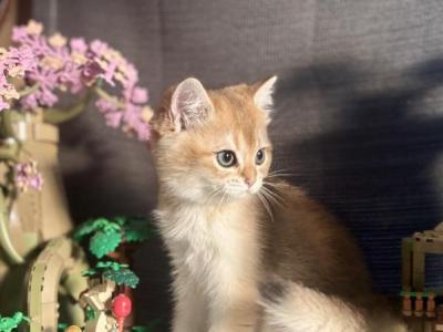 Simba - Scottish Straight - Gallery Photo #1