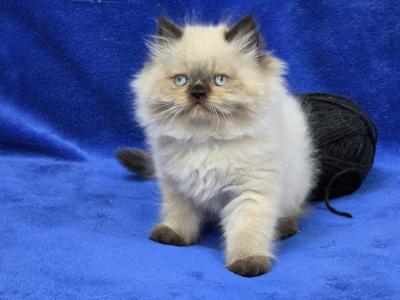Black - Himalayan - Gallery Photo #1