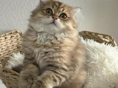 Winston Theodore Scottish Fold - Scottish Fold - Gallery Photo #1