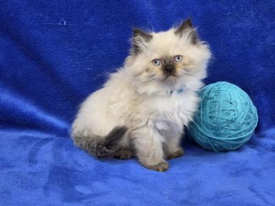 Aqua - Himalayan - Gallery Photo #1