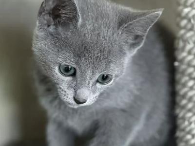 Male Kitten Russian Blue - Russian Blue - Gallery Photo #1