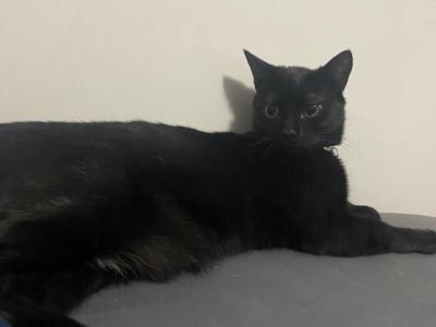 Asher - Domestic - Gallery Photo #1