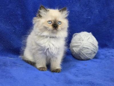 Silver - Himalayan - Gallery Photo #1