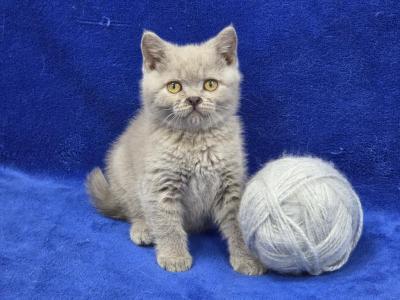 Gray - British Shorthair - Gallery Photo #1