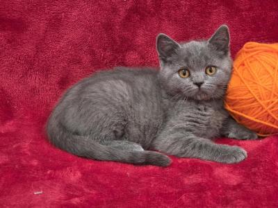 Orange - British Shorthair - Gallery Photo #1