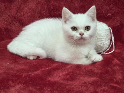 White - British Shorthair - Gallery Photo #1