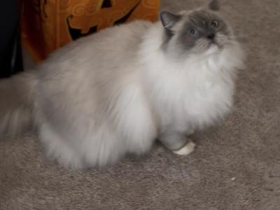 Pearl - Ragdoll - Gallery Photo #1