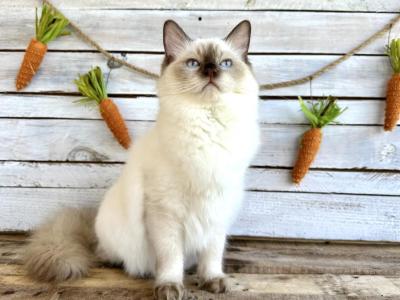 Cocoa Puff - Ragdoll - Gallery Photo #1