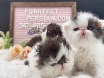 Dottie's Litter - Persian - Gallery Photo #1