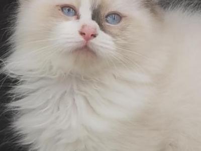 Sylvie's Litter - Ragdoll - Gallery Photo #1