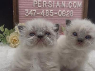 Boba's Litter - Himalayan - Gallery Photo #1