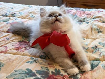 Hyperion Ragdolls Bi Color Litter - Ragdoll - Gallery Photo #1