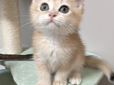 Jack - British Shorthair - Gallery Photo #1