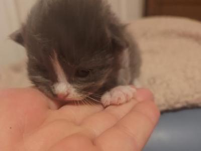 Mitted Seal Mink Ragdoll Kitten - Ragdoll - Gallery Photo #1