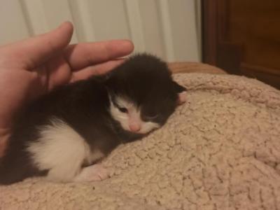 Tuxedo Ragamuffin Kitten - Ragamuffin - Gallery Photo #1