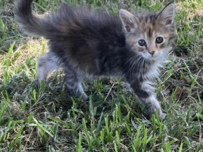 Heather - Maine Coon - Gallery Photo #1