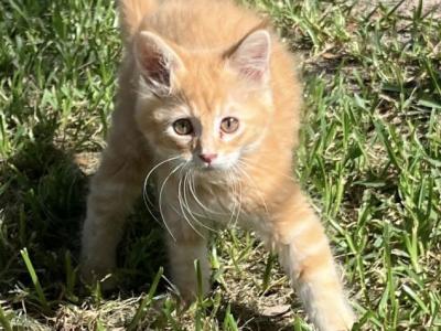 Tommyb - Maine Coon - Gallery Photo #1