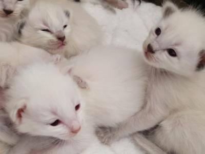 TICA CFF Registered Balinese Kittens - Balinese - Gallery Photo #1