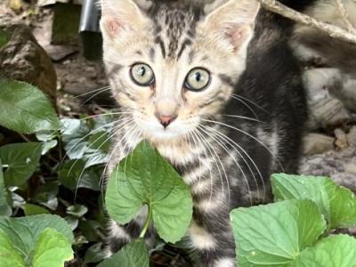 Knucklehead - Bengal - Gallery Photo #1