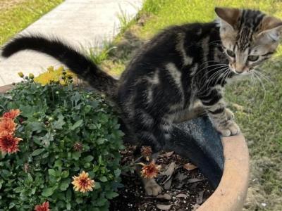 Max - Bengal - Gallery Photo #1