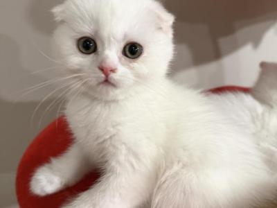 Pearl - Scottish Fold - Gallery Photo #1