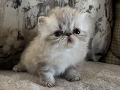 Himalayan Kittens Litter Of 3 - Himalayan - Gallery Photo #1